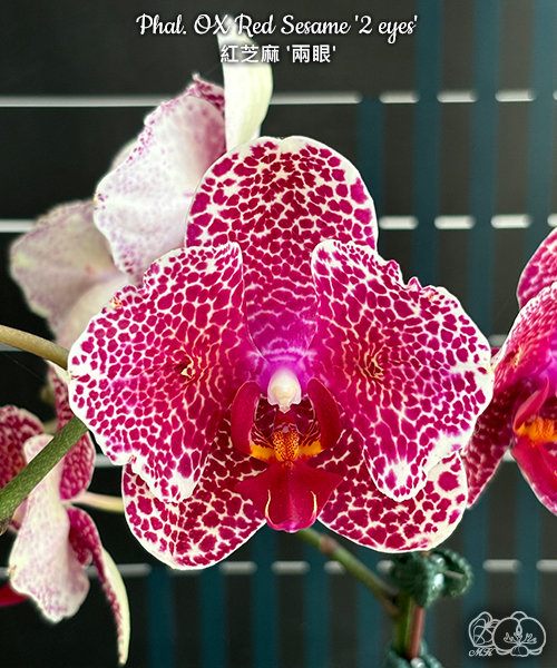 美琪園藝Miki Orchid - 品種詳細頁
